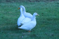 /album/my-cat-/img-0084-copie-jpg/